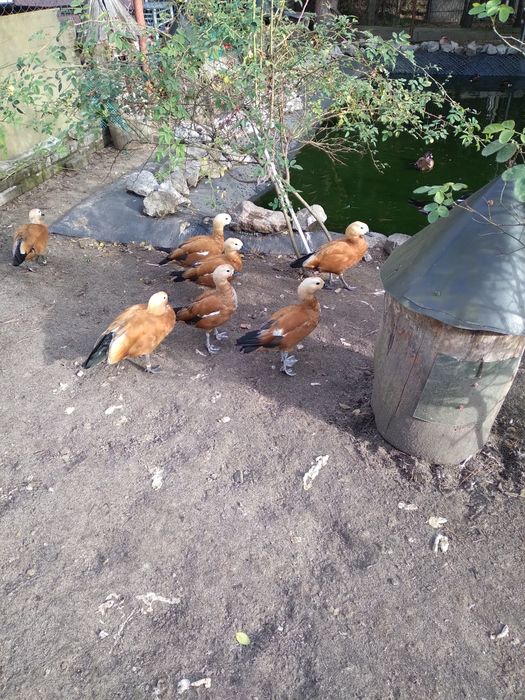 Kaczka kazarka rdzawa