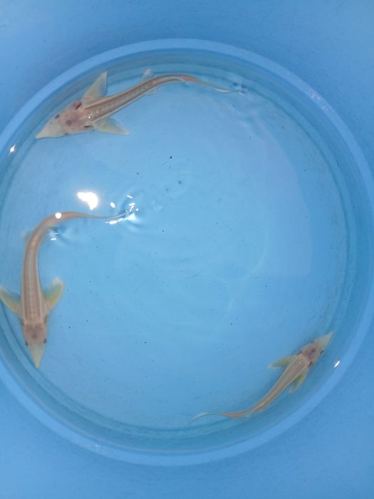 Esturjão albino 20/25cm
