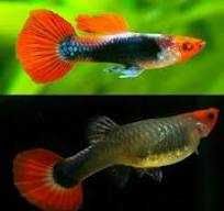 GB Gupik Tuxedo-KOI - ryba krajowa