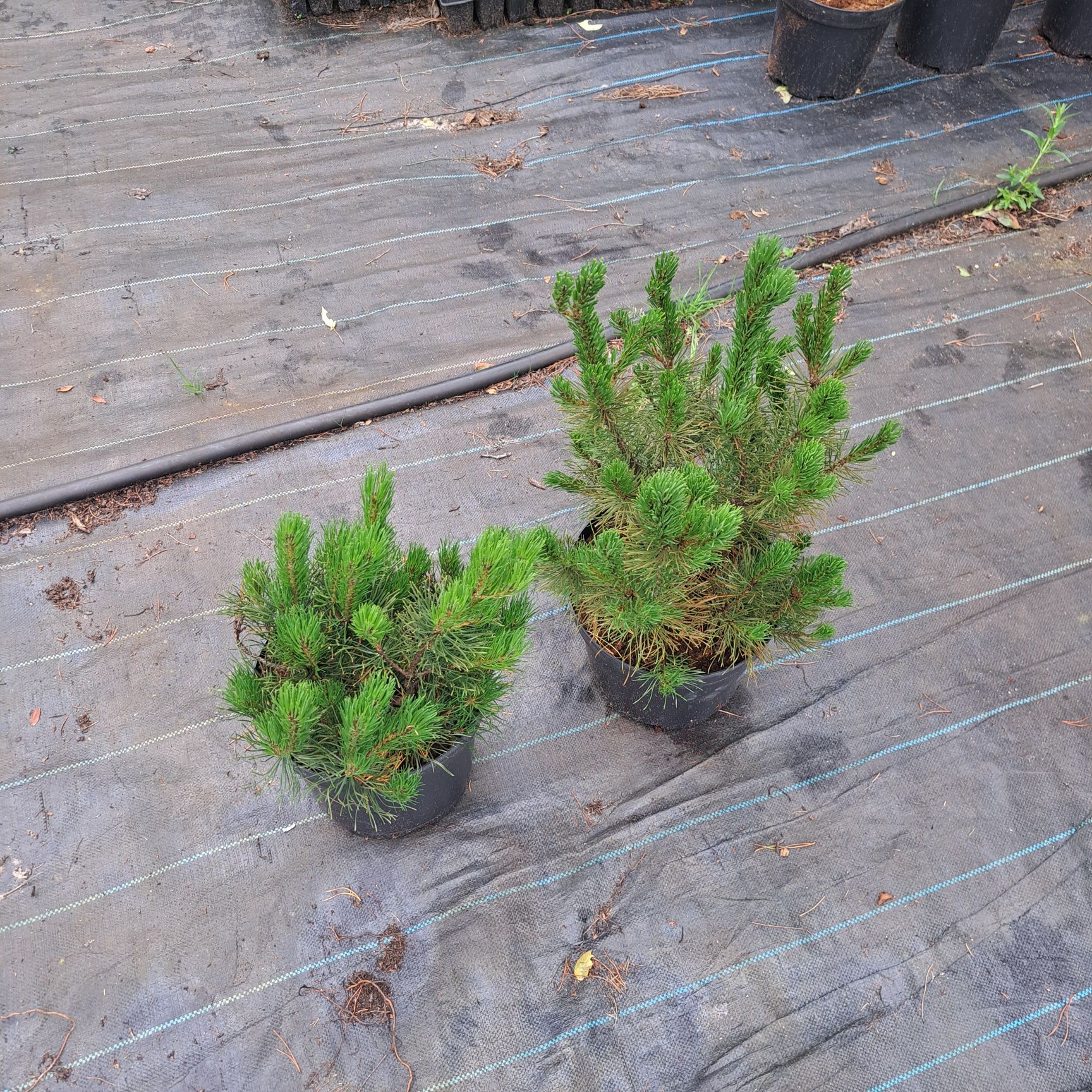 Kosodrzewina (pinus mugo pumilio)