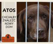 Atos - pies w typie labradora