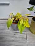 2 kwiaty filodendron i diffenbachia