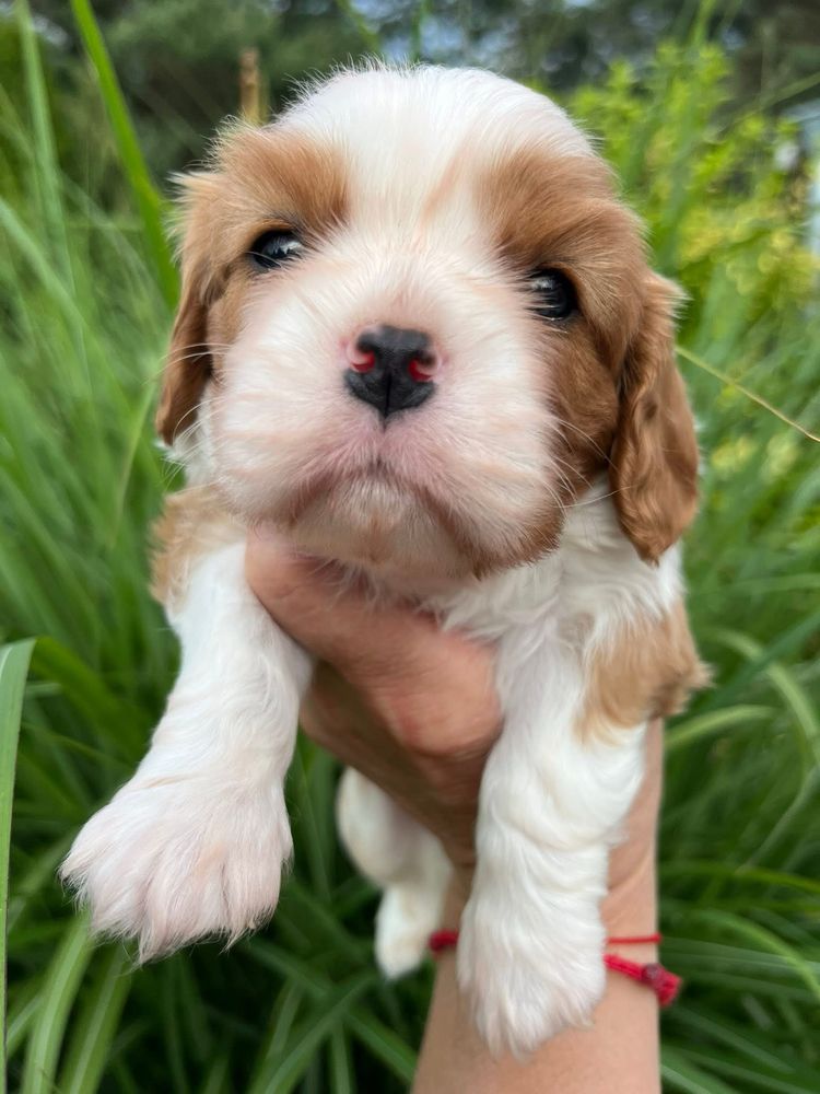 Cavalier King Charles Spaniel szczeniaki