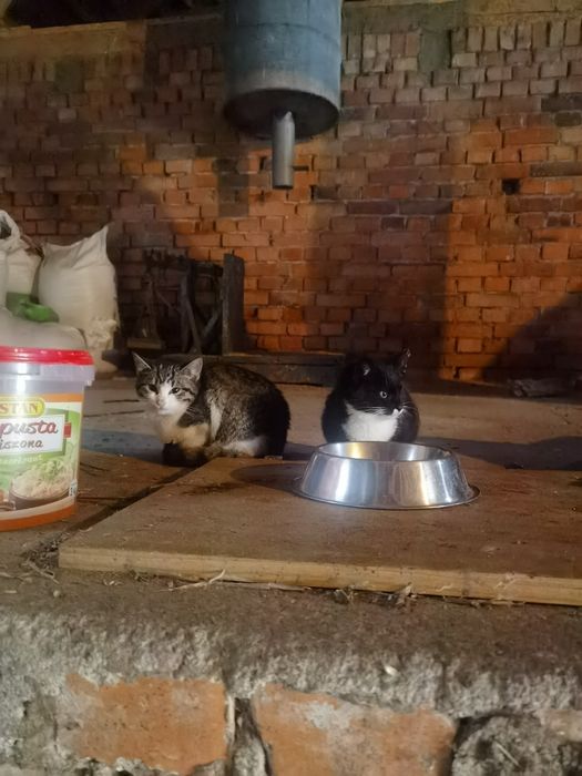 porzucone kotki proszą o dom