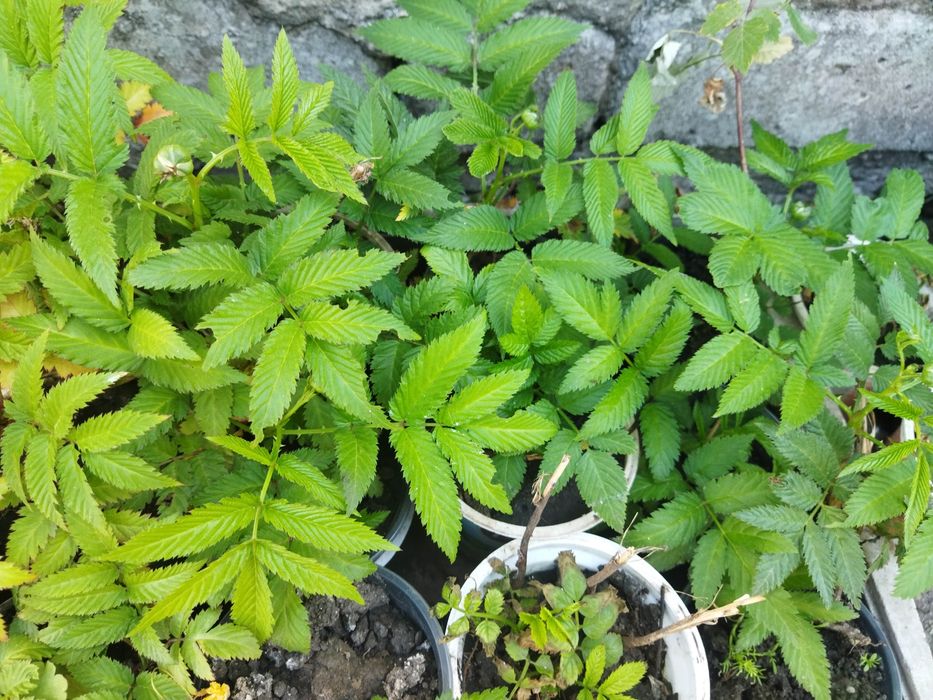 Малина китайская Мяо-мяо (клубника-малина), годжи-суперфуд