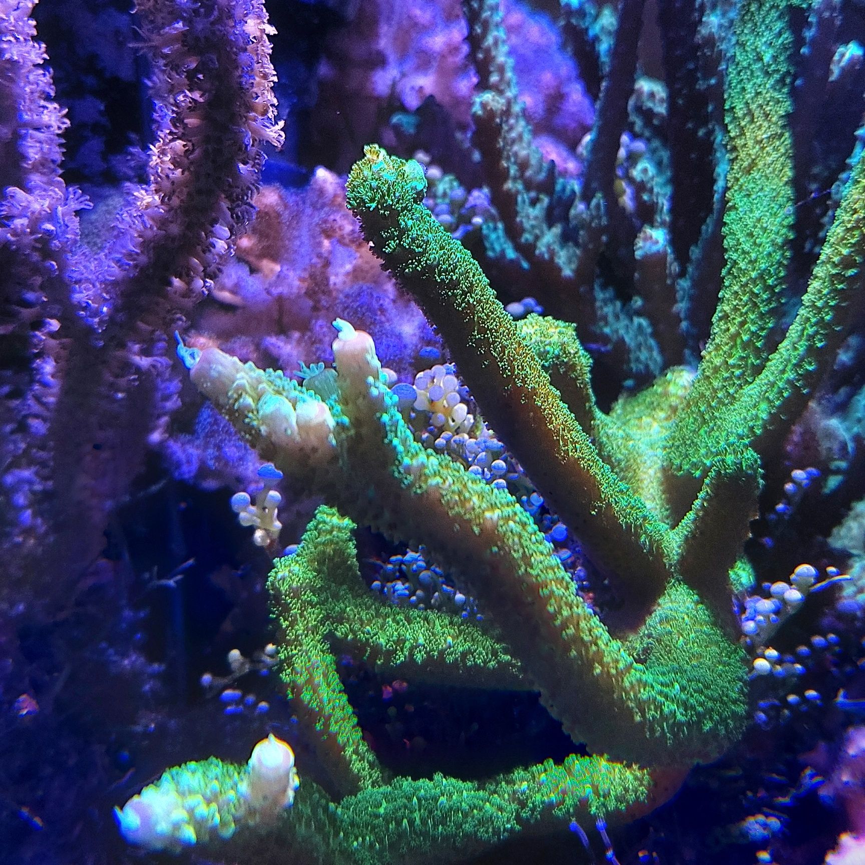 Acropora, akwarium morskie koralowiec