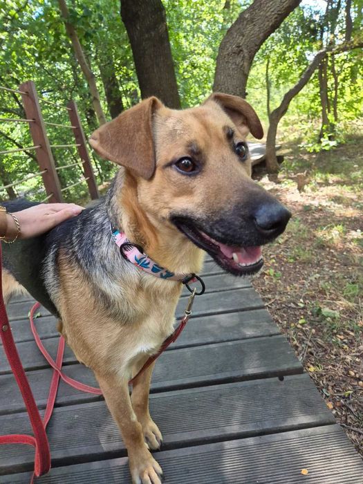 ALMO - szuka domu stałego