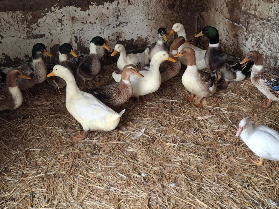 Sprzedam kaczki staropolskie