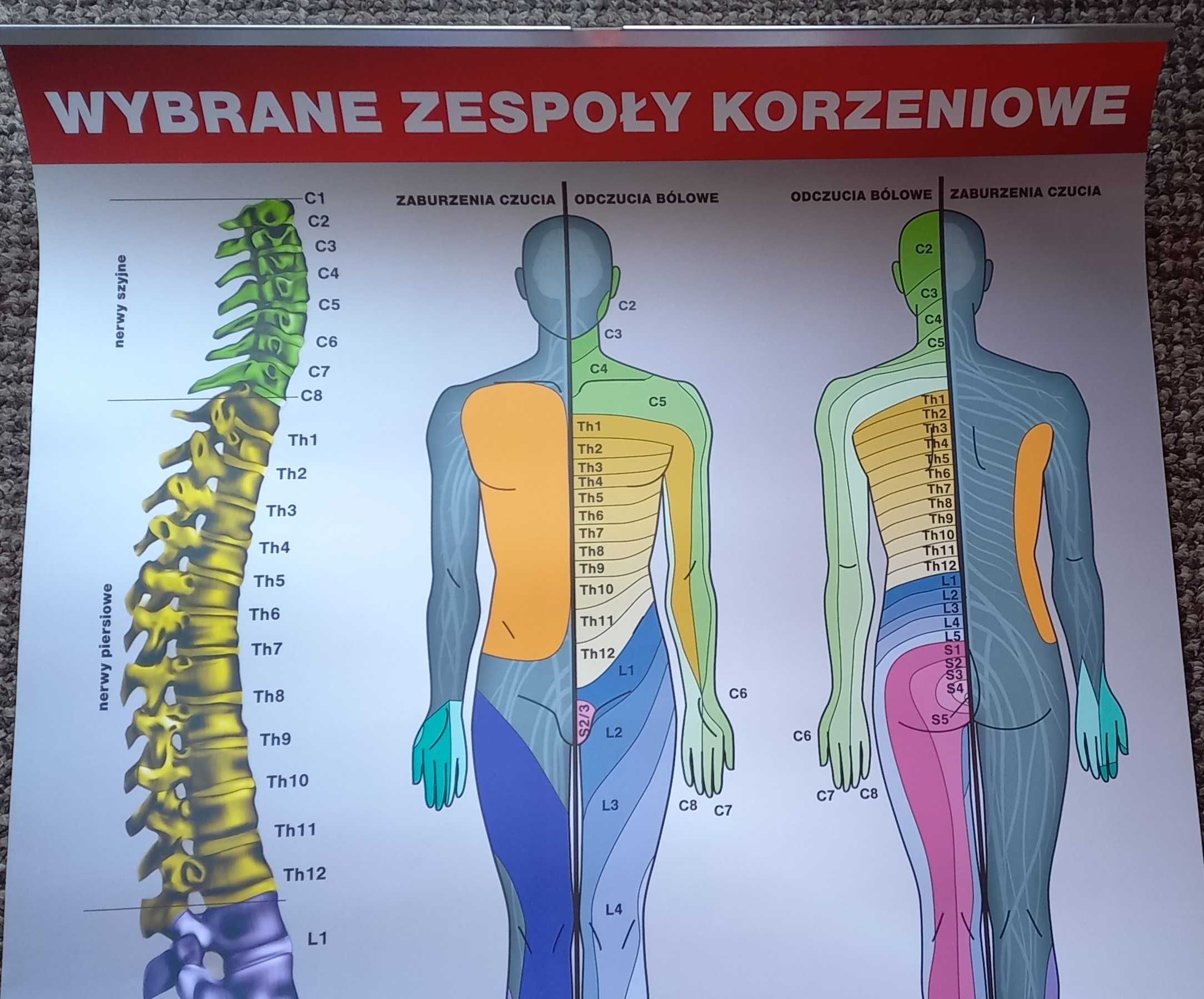 tablica poglądowa wybrane zespoły korzeniowe