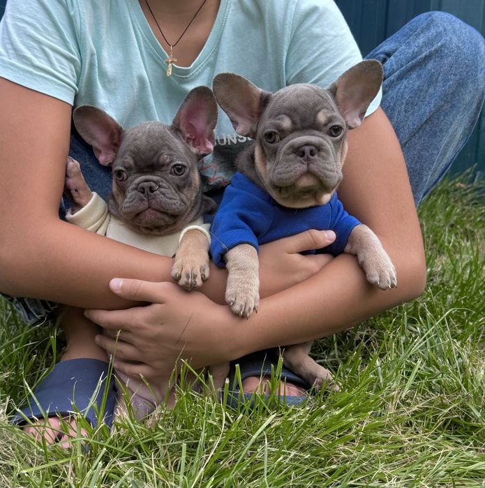 КРасиві цуценята чекають на Вас!