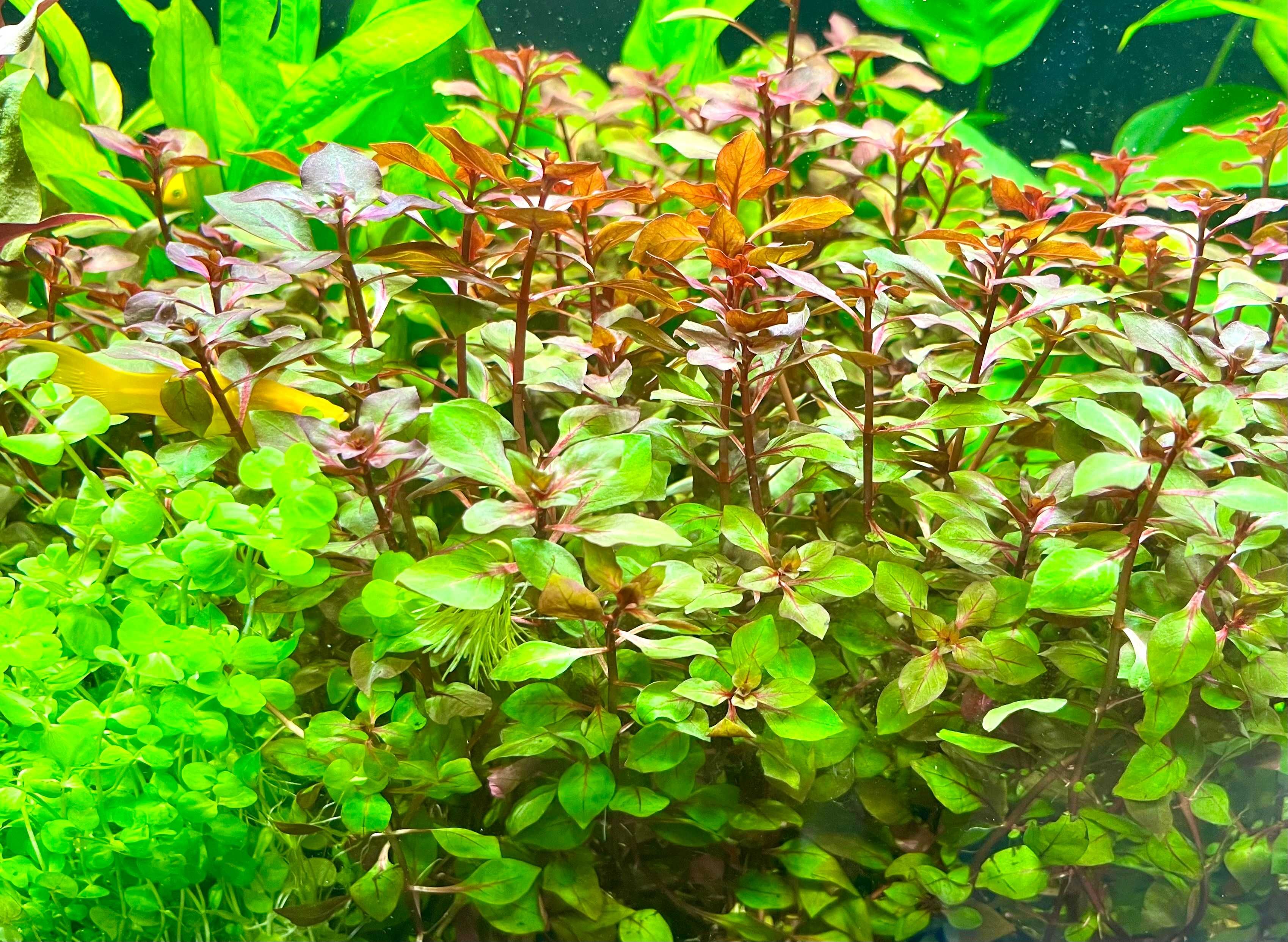 Rośliny w KOSZYCZKACH do akwarium akwariowe 4 szt Łatwe Wysyłka