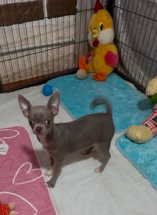 Чихуахуа - Лілова.