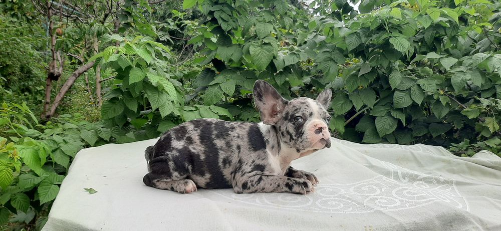 Французы мальчики и девчушки.