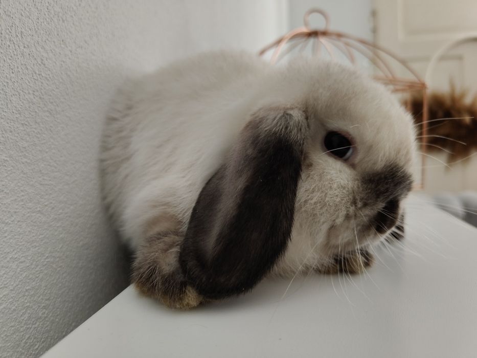 Mini Lop królik gotowe do odbioru