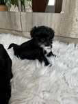 Shih tzu suczka szczeniaczek