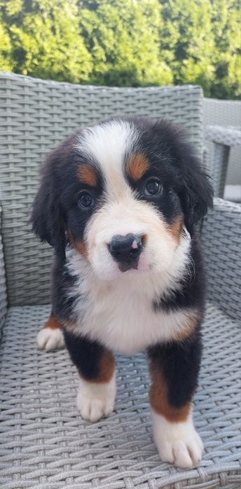 Bernenski pies pasterski szczeniak