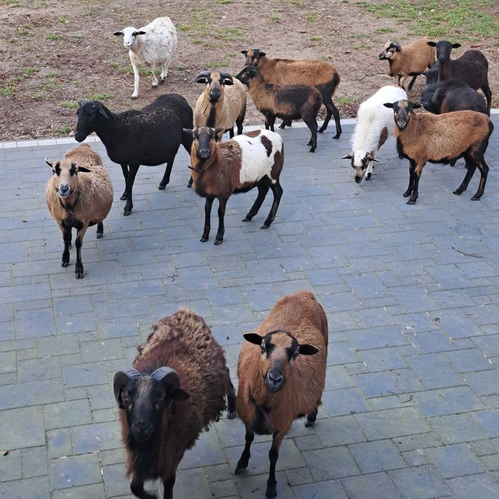 Mlode owce i triki kameruńskie.