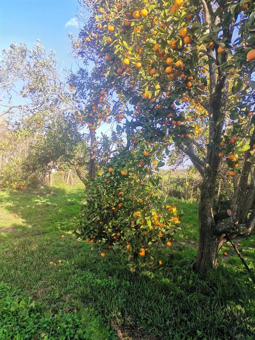 Laranja da BAÍA sem tratamentos