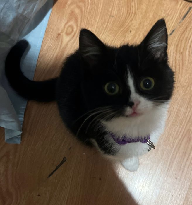 Киця відам у добрі руки