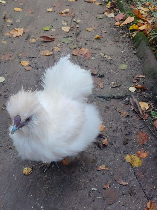 Kogut silka USA, silki, biały, z mają.