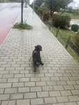 Petsitting ao domicilio