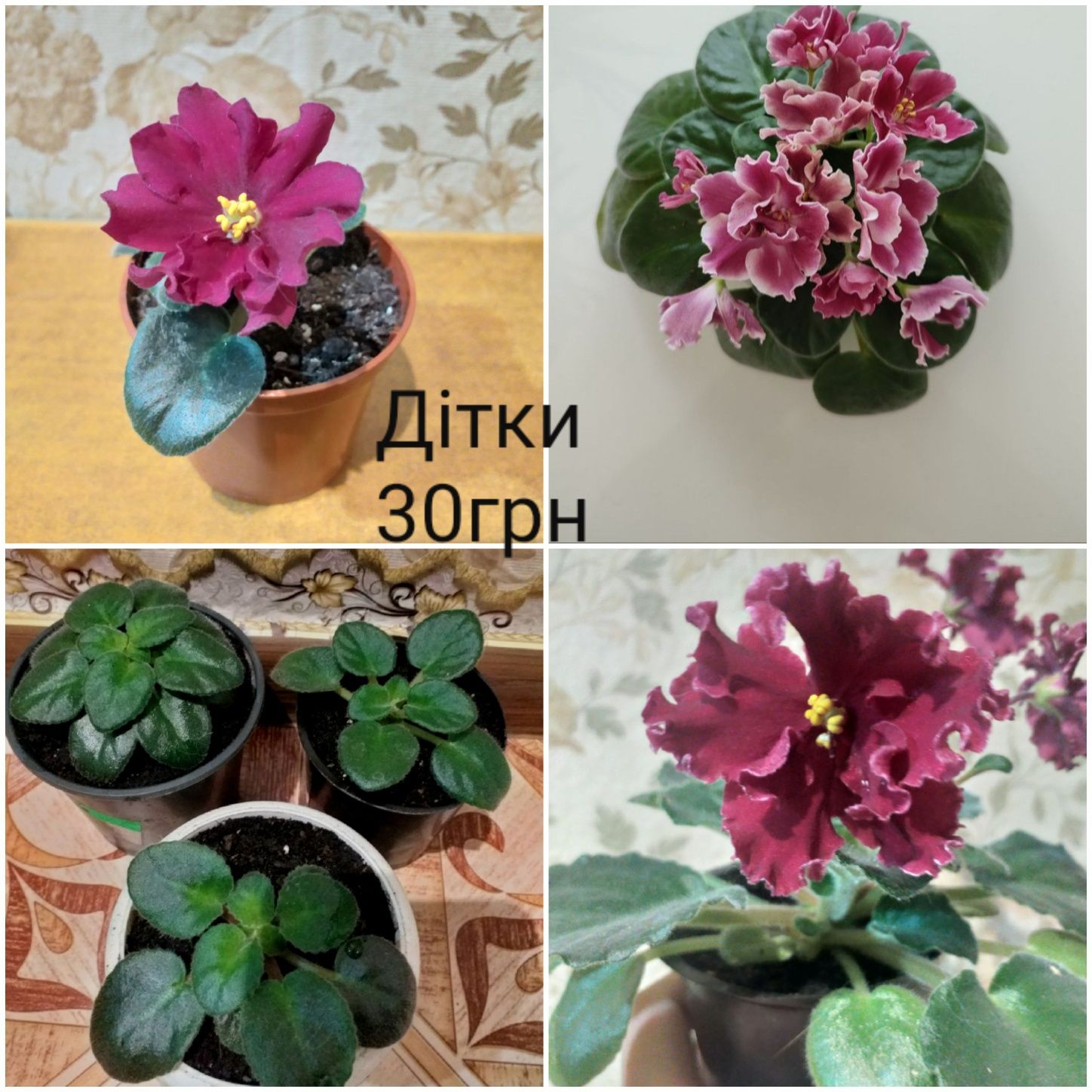 Продам комнатные цветы