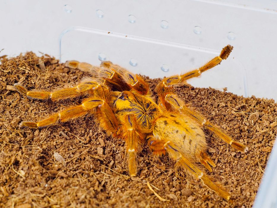 Pterinochilus murinus Usambara Samiczki 3DC Ptasznik Słoneczny pająk