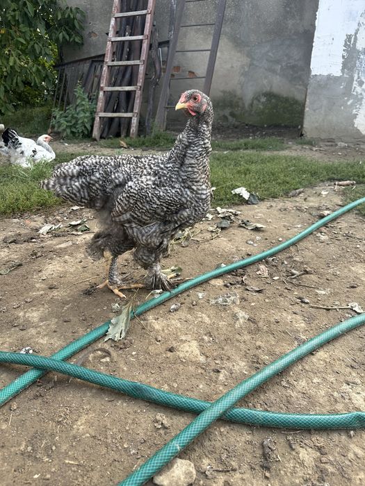 Продам  молодняк браму