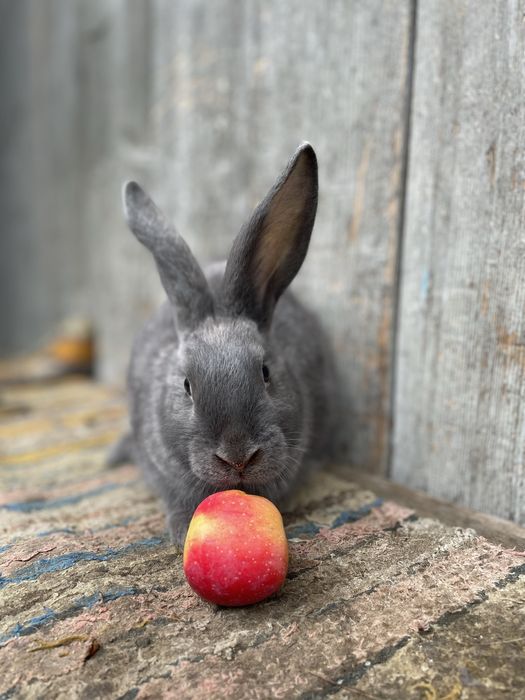 Кролики різні породи