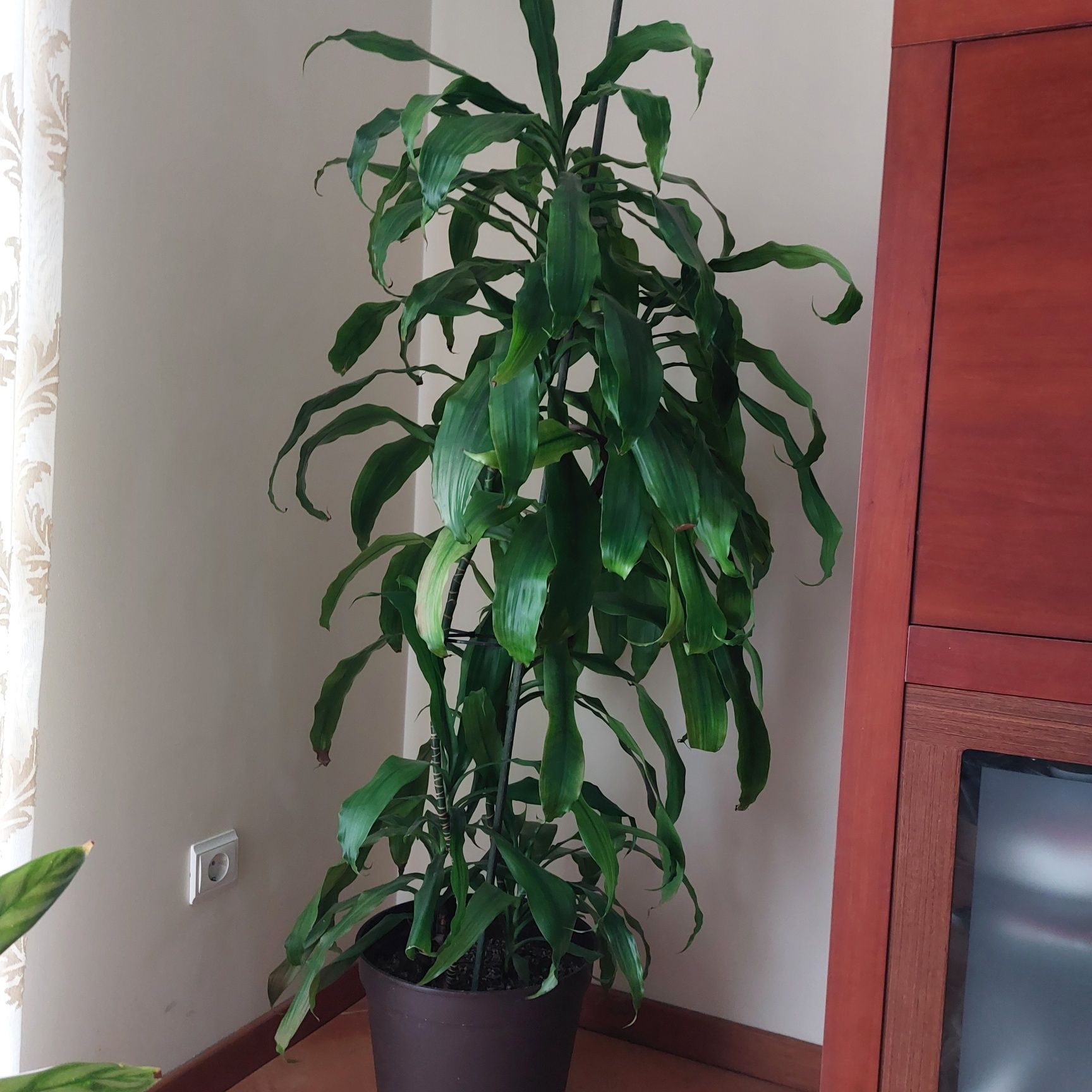 Planta de interior