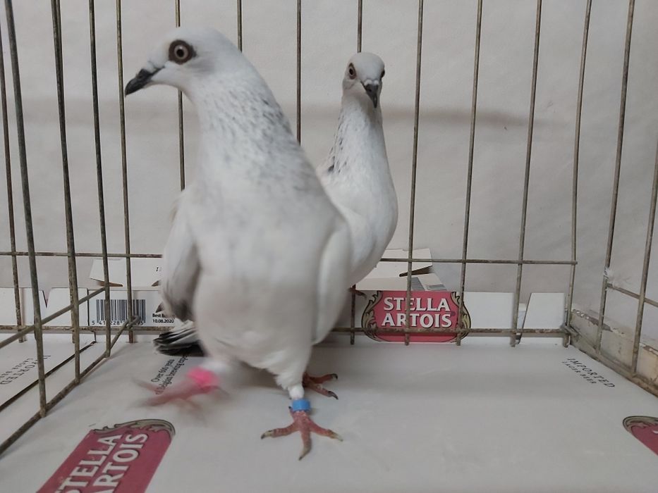 Gołębie Jasne Żałobne