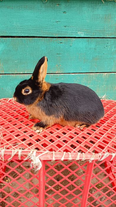 Królik podpalany czarny