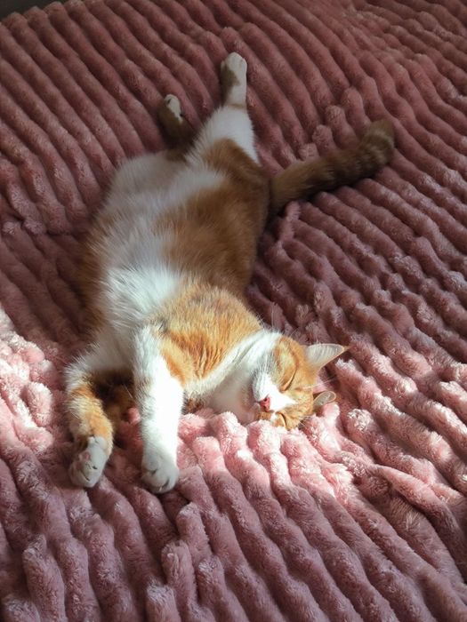 Красивый рыжий кот ищет семью