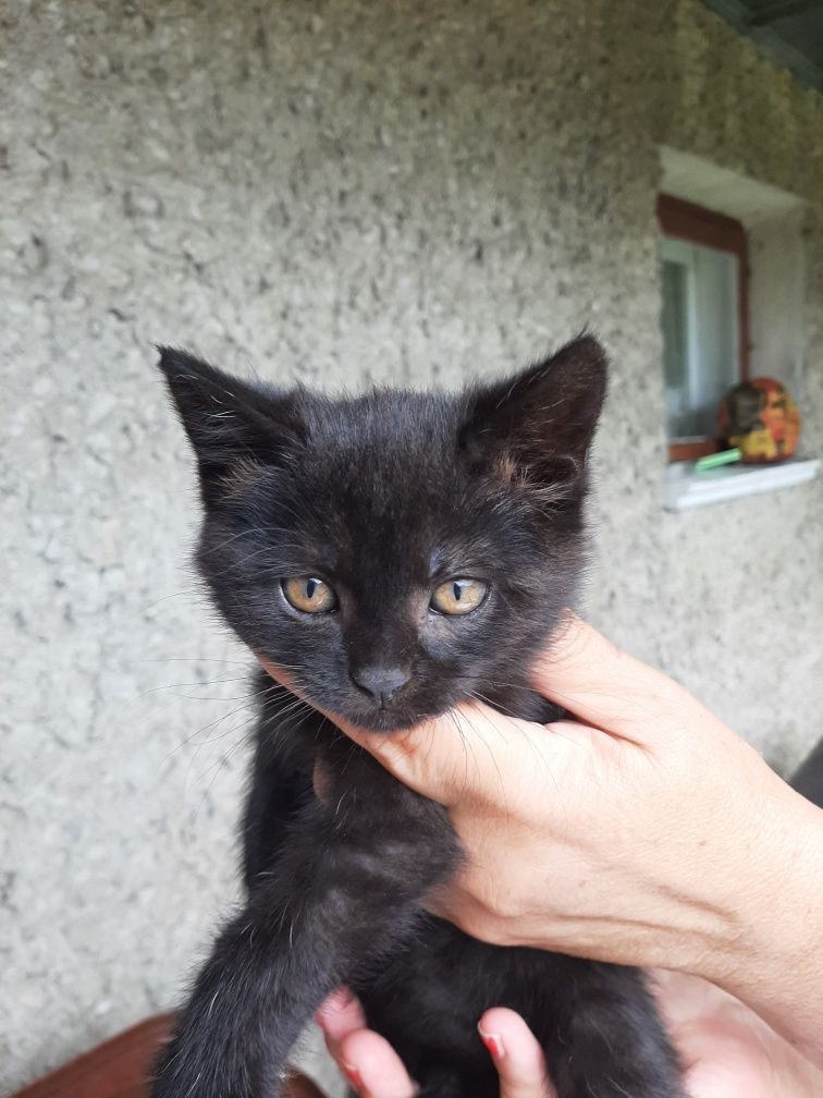 Kotka za darmo oddam w dobre ręce