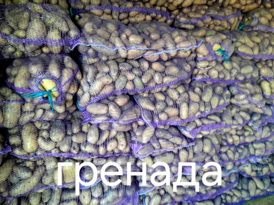 Продам картоплю Отолия ,Гренада