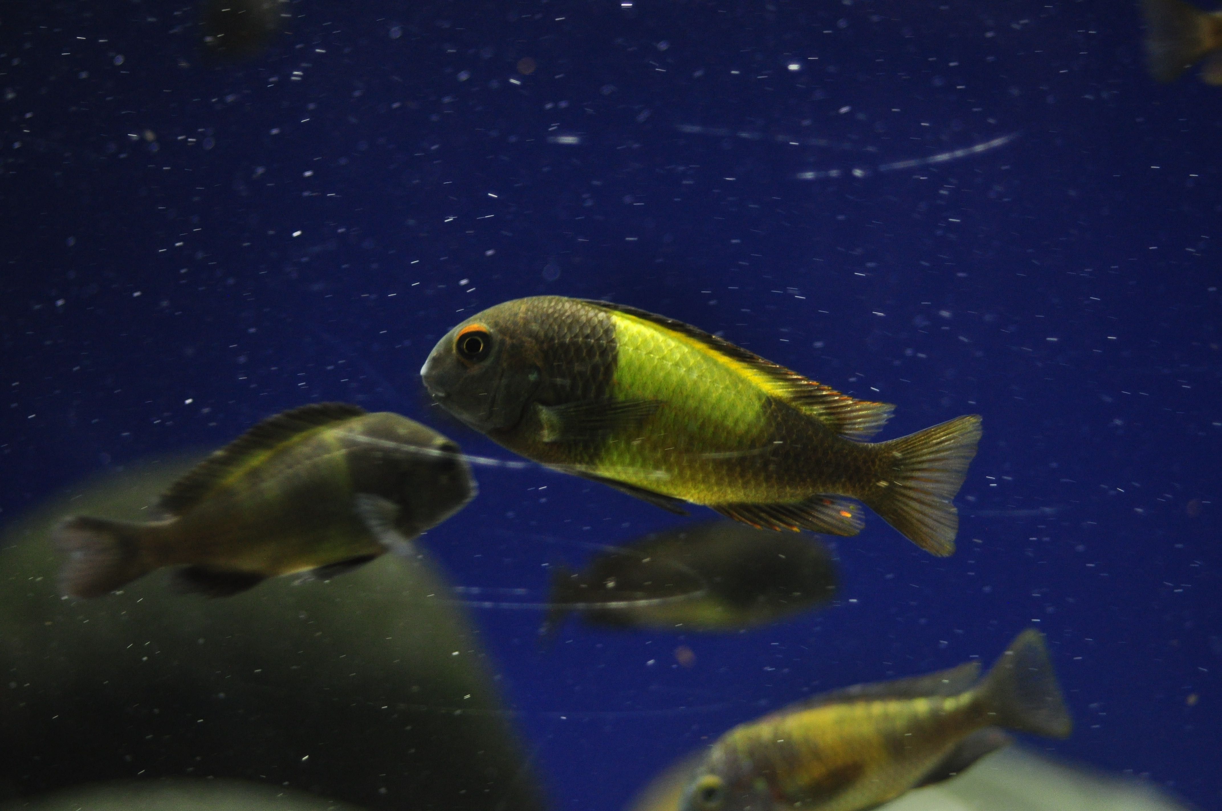 Tropheus Ikola f1, ciclideos africanos, Tanganyika