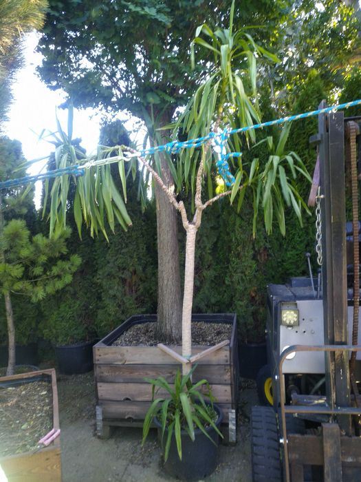 Kwiat Dracena 2,5m yucca
