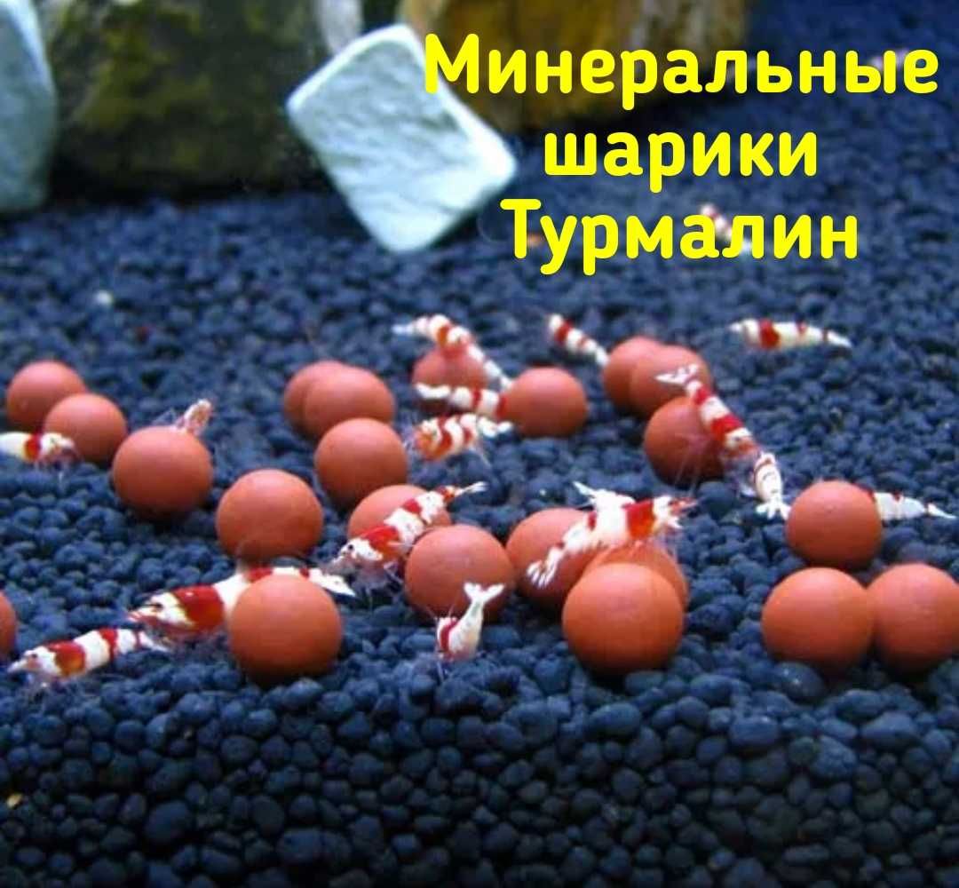 Цветные креветки синие, красные, кристал Crystal Red, креветочный корм