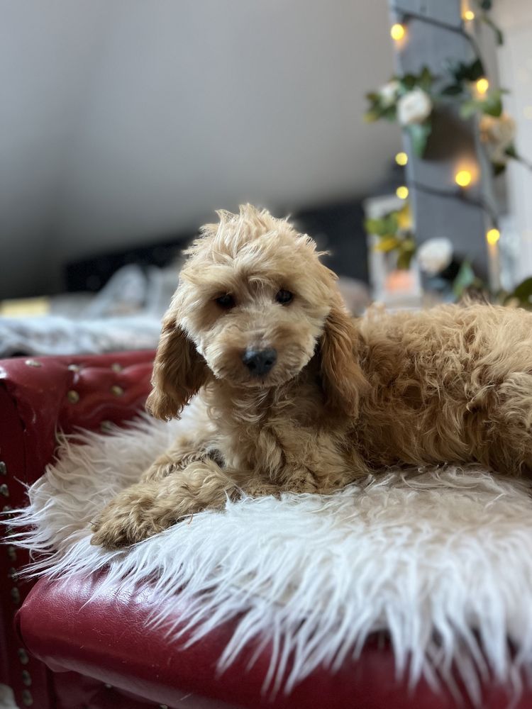 Cockapoo sunia apricot pudel toy red coocker spaniel