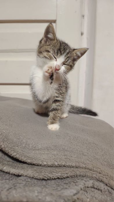 Кошеня (хлопчик)