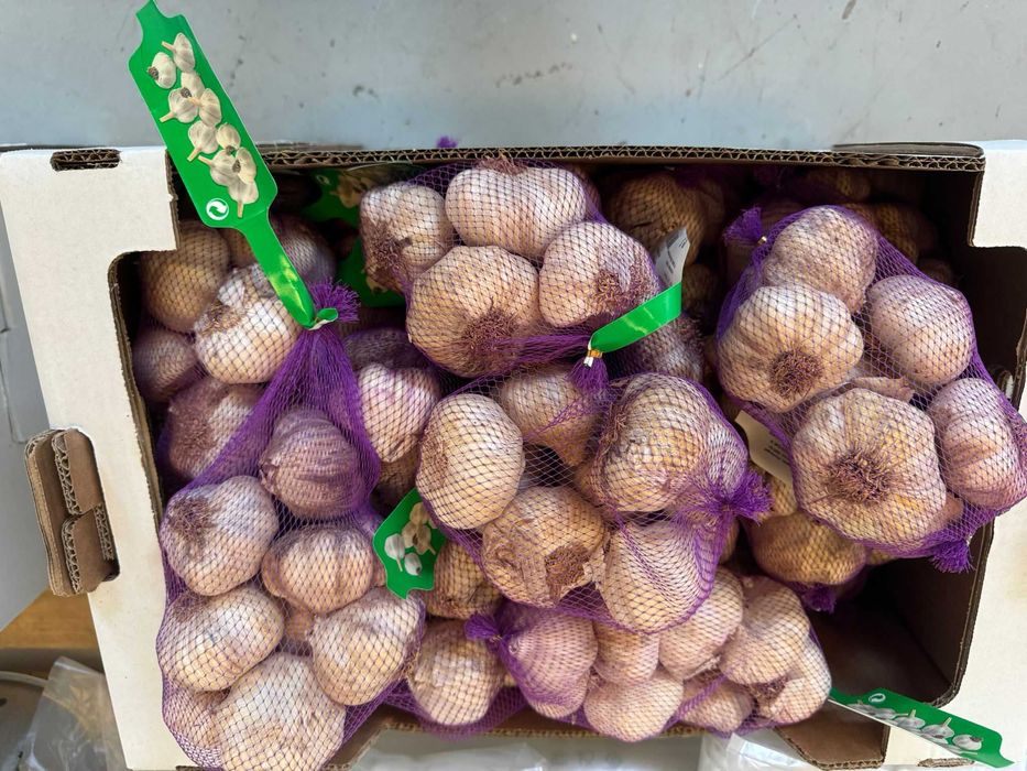 Alho roxo de semente nacional