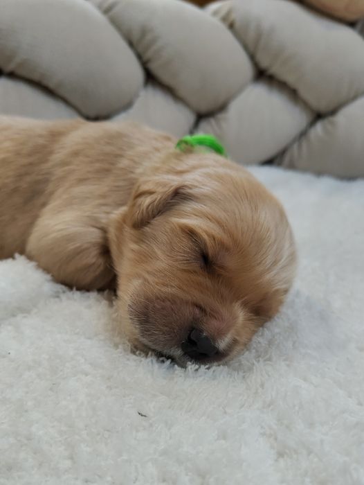 Golden Retriever ZKwP FCI ciemno złote maleństwa