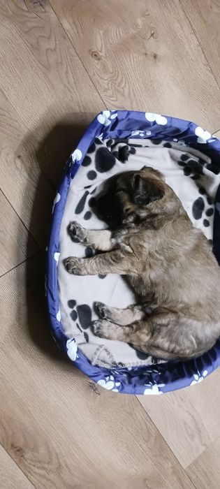 Rasowe pieski szukają domu