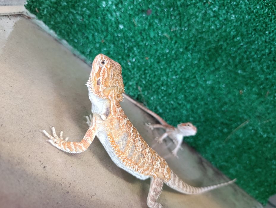 Młoda agama brodata