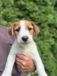 Jack Russell Terrier Roky od # SMARTIE JACKS # broken-haired MALE Jack