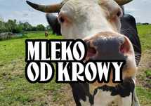 MLEKO OD KROWY, Świeże Krowie MLEKO, JAJA Wiejskie od kur JAJKA