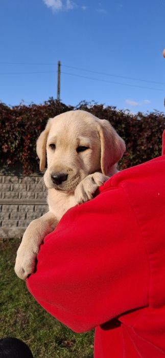 Labrador retriever szczeniak
