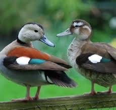 Casal de pato Ring Teal (Callonetta leucophrys)