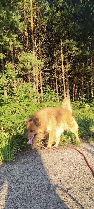 Oddam psa w dobre ręce