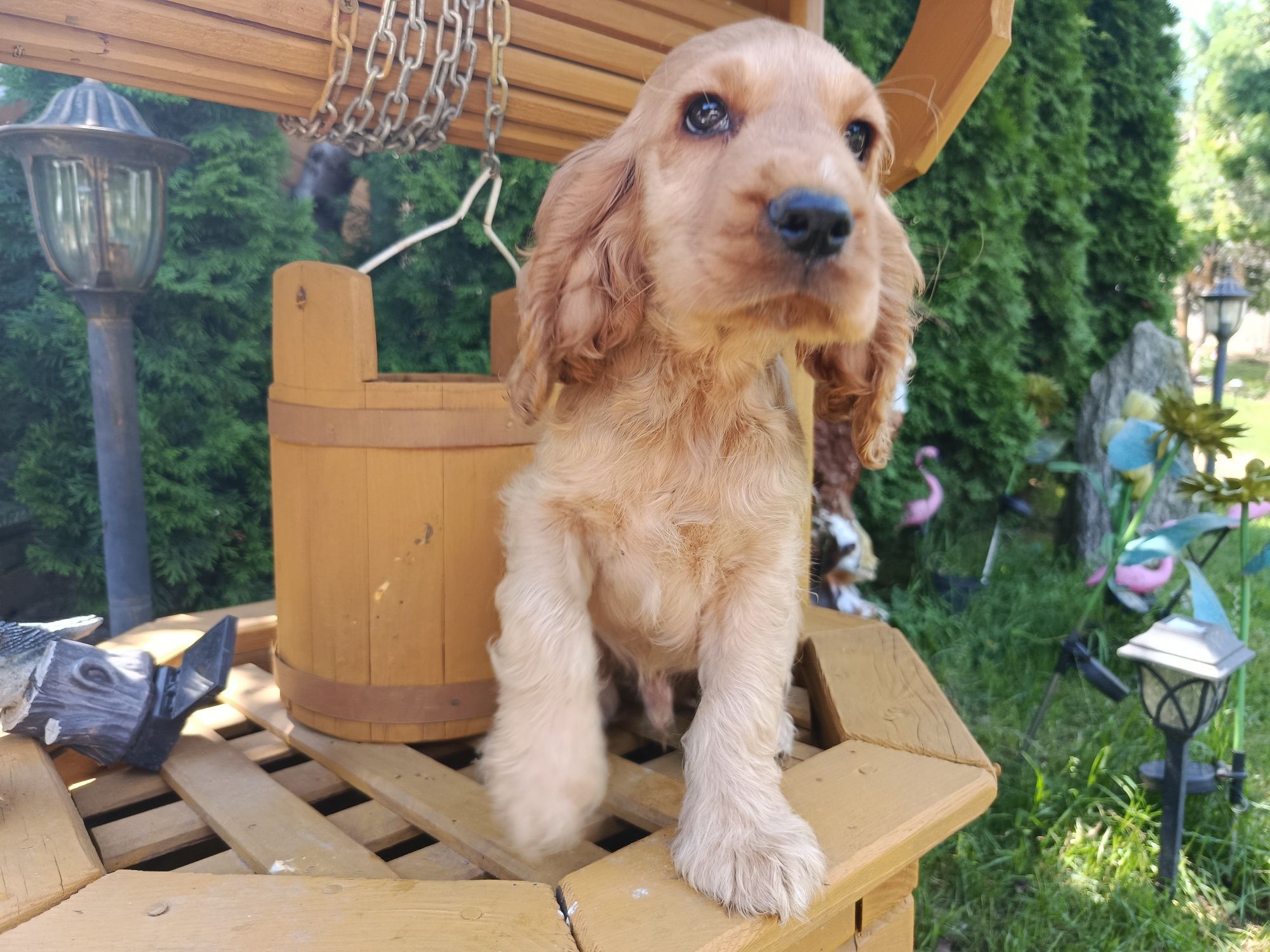 Cocker spaniel angielski Piesek Rodowód